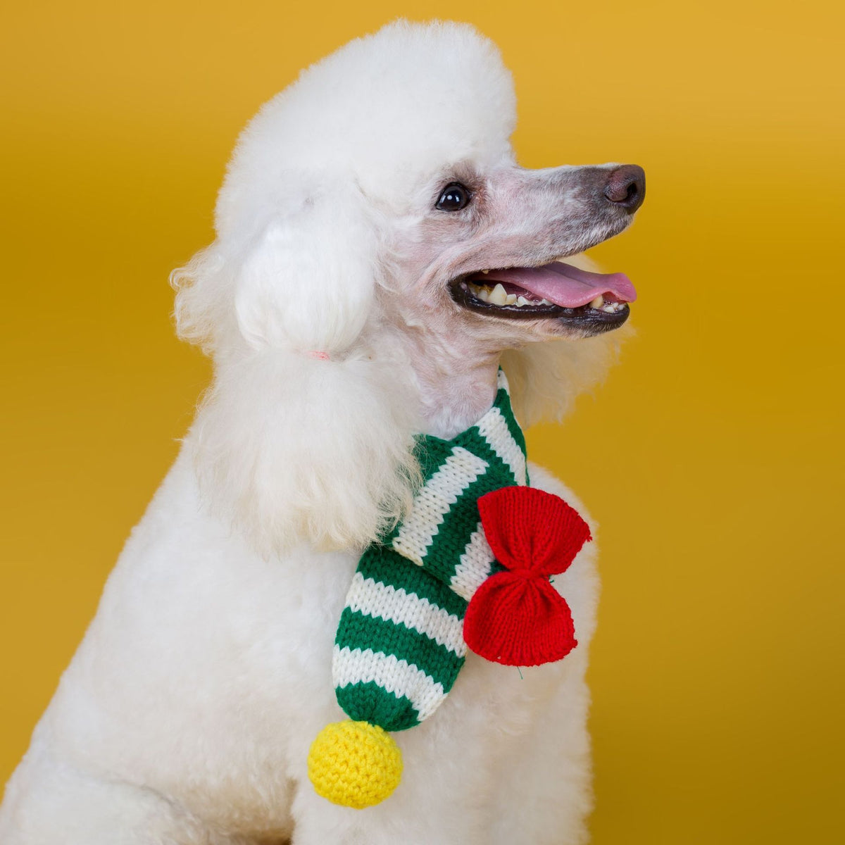 Handmade Wool Scarf for Dogs and Puppies