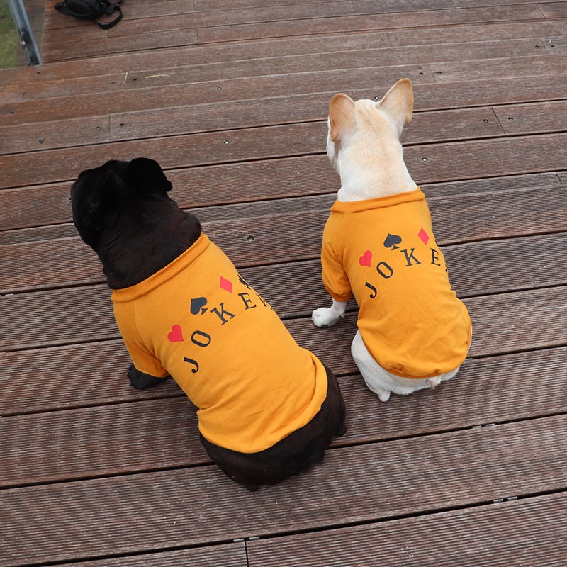 Schnauzer Teddy Dog Sweatshirt for Small Pets