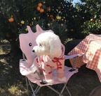 Printed Love Sweater Pet
