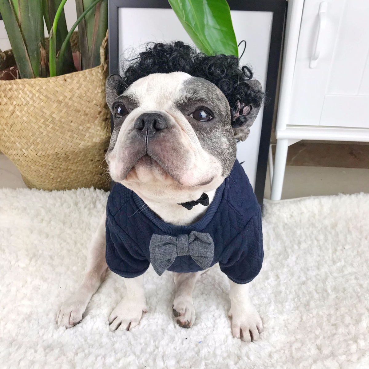 Trendy Dog Sweater and Shirt for Pets