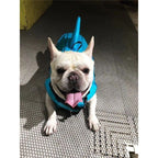 Dog Life Jacket for Safe Swimming - Pet Supplies