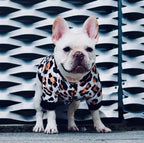 French Bulldog Winter Jacket for Small Dogs