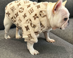 Leopard Print Dog Jacket in Trendy Style