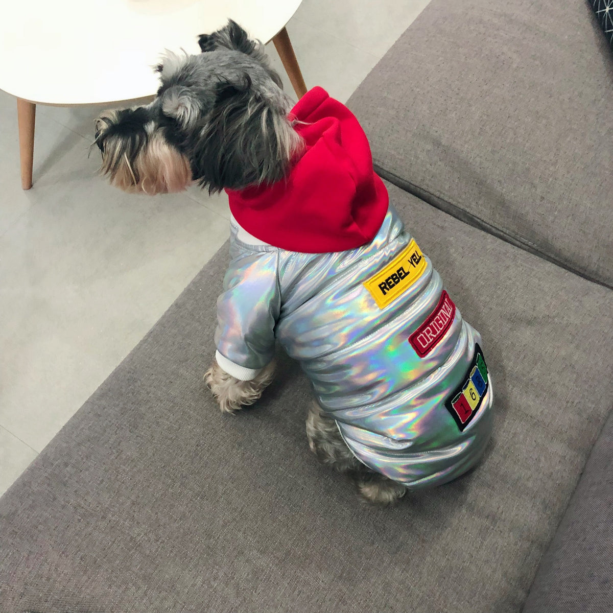 Schnauzer Puppy Coat for Fall and Winter Seasons