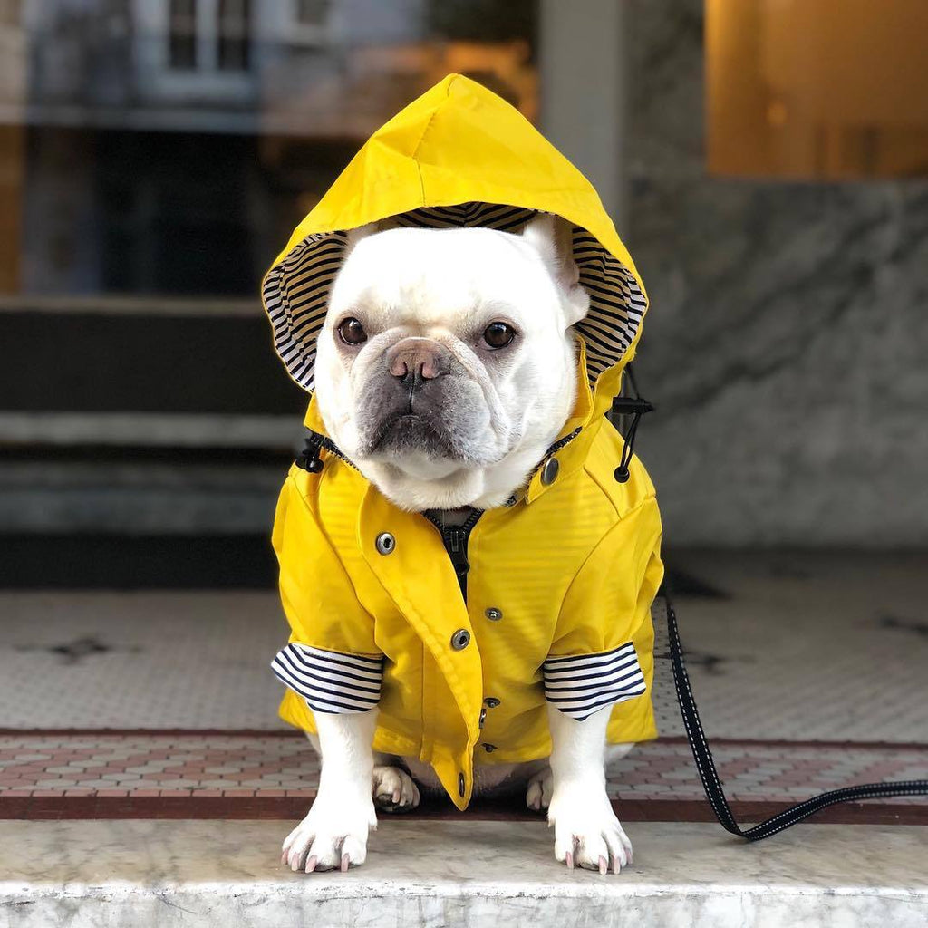 Tide Brand Retro Padded Dog Raincoat Jacket