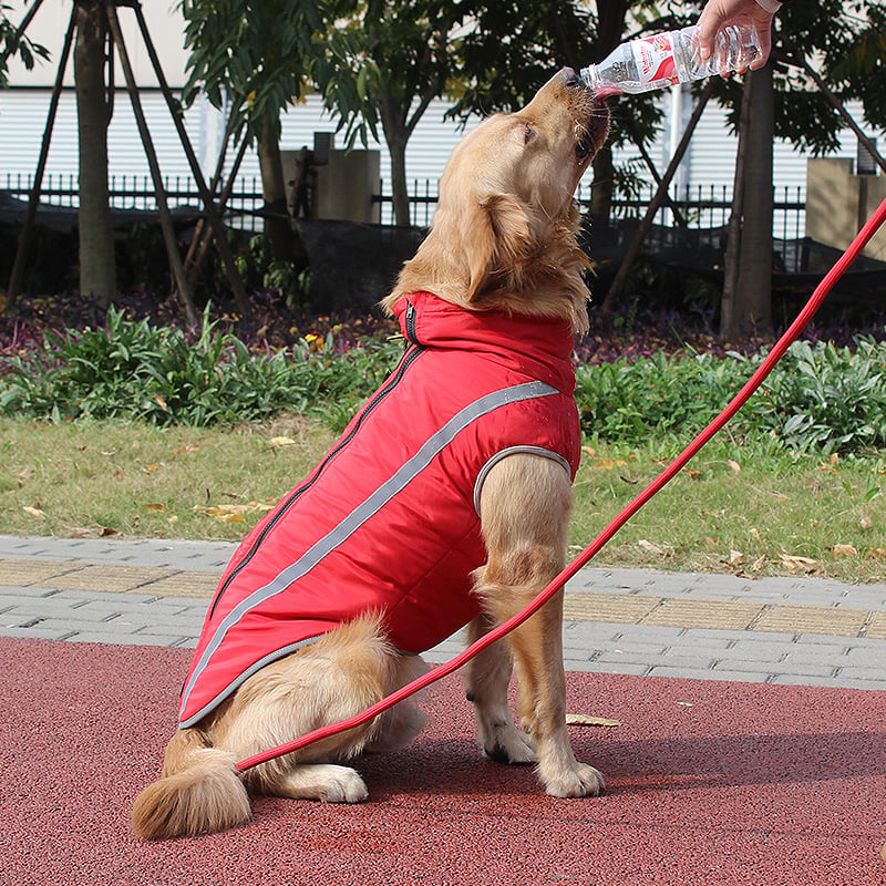 Reflective Padded Warm Jacket for Dogs in Winter
