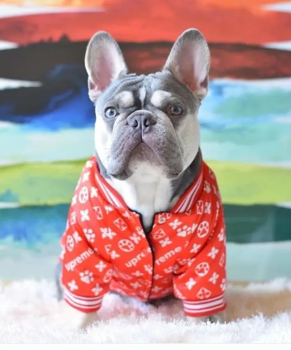 French Bulldog Winter Jacket for Small Dogs