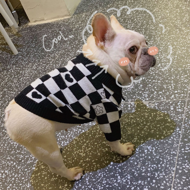 Schnauzer and Kitten Winter Sweater for Pets