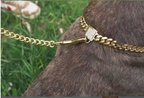 Titanium Steel Dog Collar with Gold Chain Buckle