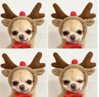 Cute Fruit Hoodie for Small Dogs