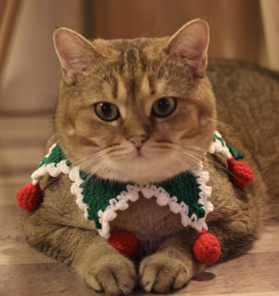 Handmade Christmas Pet Collar with Star Design