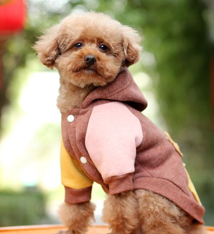 Autumn Coat for Small Dogs Keeps Them Warm