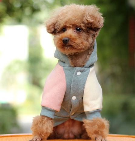 Autumn Coat for Small Dogs Keeps Them Warm